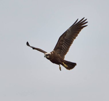 Batı bataklık gemisi gökyüzünde süzülüyor. Kanatları açık ve başı eğik. 