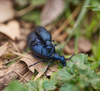 Bir çift yağ böceği orman zemininde yaprakların ve otların arasında çiftleşiyor.
