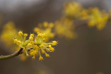 Cornelian kiraz ağacı (Cornus mas) ince bir dalda narin sarı çiçek kümeleriyle çiçek açmış, yumuşak bir arkaplan ile yakın plan çekimde yakalanmıştır.
