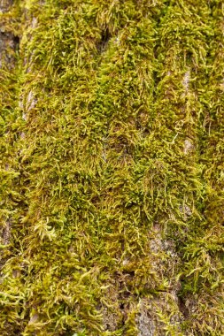Closeup of vibrant green moss growing on rough tree bark in a damp forest environment