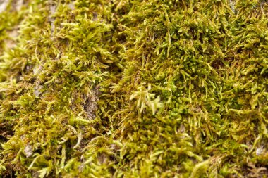 Closeup of vibrant green moss growing on rough tree bark in a damp forest environment