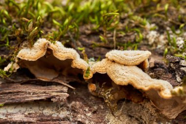 Closeup of Turkey Tail (Trametes versicolor) fungi growing on decaying tree bark with moss in a damp forest