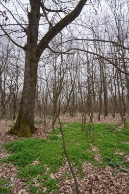 Yapraksız ormandaki yeşil zemin örtüsüyle çevrili yosun kaplı büyük bir ağaç.