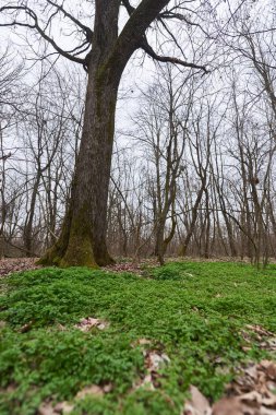 Yapraksız ormandaki yeşil zemin örtüsüyle çevrili yosun kaplı büyük bir ağaç.
