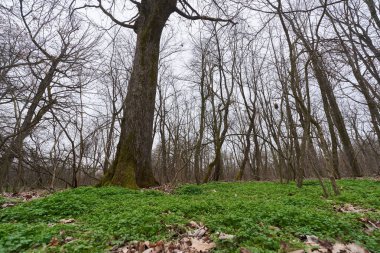 Yapraksız ormandaki yeşil zemin örtüsüyle çevrili yosun kaplı büyük bir ağaç.
