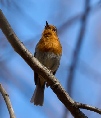 Avrupa bülbülü arka planda mavi gökyüzü olan bir ağaç dalında sessizce dinleniyor.