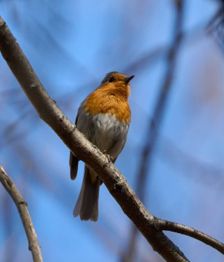 Avrupa bülbülü arka planda mavi gökyüzü olan bir ağaç dalında sessizce dinleniyor.