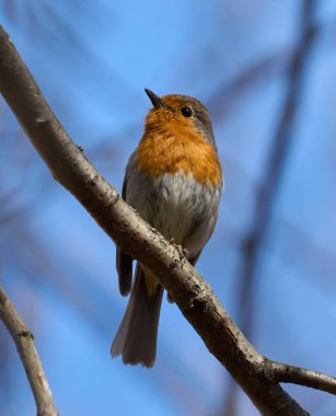 Avrupa bülbülü arka planda mavi gökyüzü olan bir ağaç dalında sessizce dinleniyor.