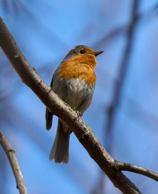 Avrupa bülbülü arka planda mavi gökyüzü olan bir ağaç dalında sessizce dinleniyor.
