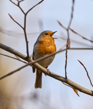 Avrupa bülbülü gökyüzünün altındaki bir dala tünemiş şarkı söylüyordu