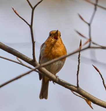 Avrupa bülbülü gökyüzünün altındaki bir dala tünemiş şarkı söylüyordu