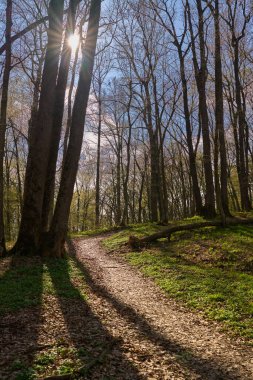 Uzun ağaçlar ve taze bahar büyümesiyle çevrili dolambaçlı orman yolu.