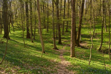 Ağaçlar ve taze bahar büyümesi ile çevrili orman yolu gündüz görünümü