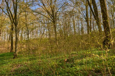 Yoğun çalılıkları ve tomurcuklanan dalları olan güneşli bahar ormanı.