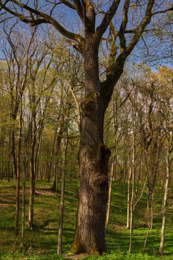 Güneşli bahar ormanlarında dikilen desenli kabuğu olan büyük bir meşe ağacı.