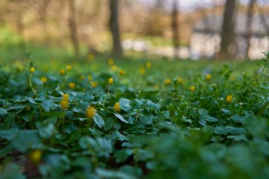 Sarı düğün çiçekleri bahar ormanlarında yeşil yaprakların arasında beliriyor.