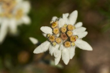 Dağ çayırlarında çiçek açan Edelweiss çiçeklerinin yakın çekim makrosu, seçici bir odaklanma ile güneş ışığına yakalanır.