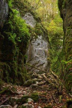 Yoğun bir ormanda, kayalık zemin ve devrilmiş ağaç gövdeleriyle yosun kaplı dar bir vadi.