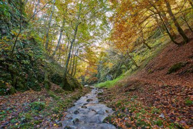 Renkli sonbahar ormanlarından dökülen yapraklar ve yosunlu kayalarla sığ bir dere.