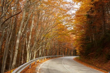 Kavisli asfalt yolu, sessiz bir ormanda renkli sonbahar ağaçları ve düşen yapraklarla dolu.