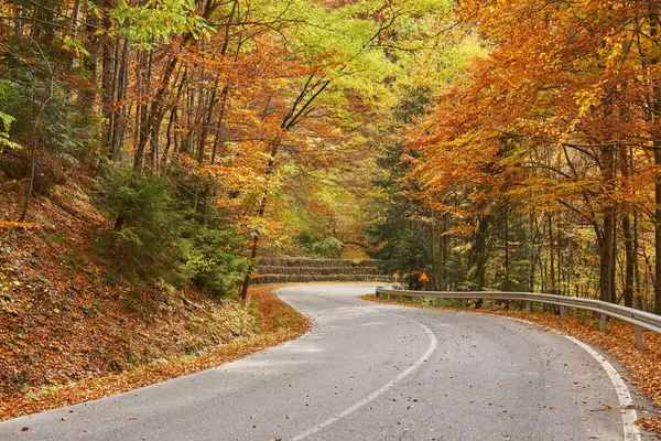 Kıvrımlı orman yolu renkli sonbahar yapraklarıyla çevrili ve asfaltta yapraklar var.