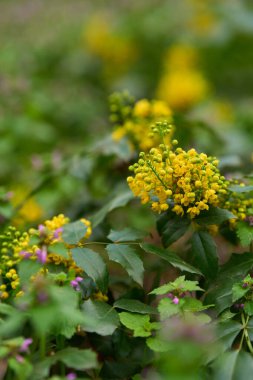 İlkbaharda ormandaki sarı kır çiçekleri ve yeşil yaprakların yakınlaşması