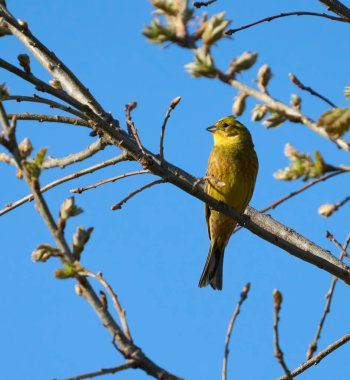Sarı çekiç, tomurcuklanan bir ağacın dalına tünemişti.