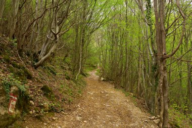 Eğri orman yolu bahar yaprakları ve yere saçılmış yapraklarla kaplı.
