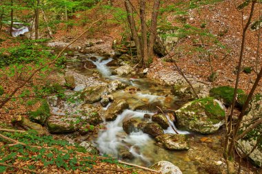 Bahar yapraklarıyla kayaların üzerinden akan temiz bir dağ deresi.