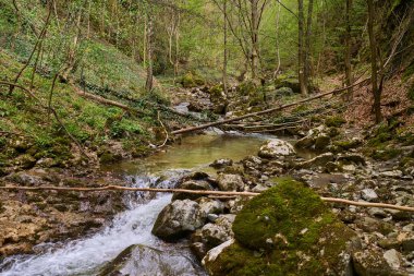 Bahar yapraklarıyla kayaların üzerinden akan temiz bir dağ deresi.