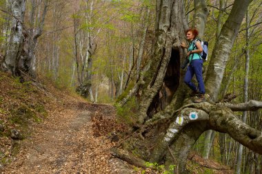 Kameralı bir kadın yürüyüşçü, orman patikasının yanındaki büyük bir ağacın köklerinde duruyor.