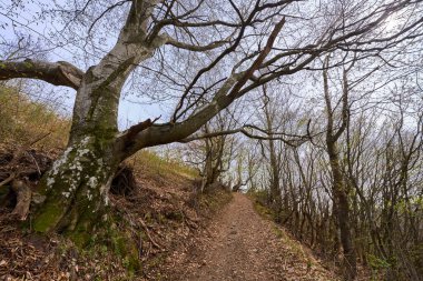 Geniş dalları olan büyük yıpranmış bir ağacın yanından geçen orman yolu yokuş yukarı.