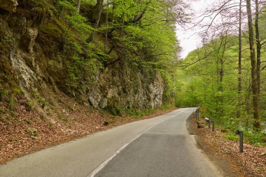 Kavisli asfalt yolu, kayalık kayalıkları ve bahar yapraklarıyla yemyeşil bir ormanın içinde kıvrılıyor.