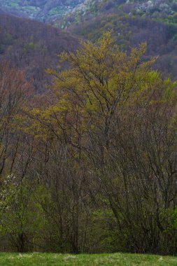 Katmanlı bahar ormanı ve uzak kırsal vadi, çiçek açan ağaçlar ve dağlık bir arazide dağınık evler.
