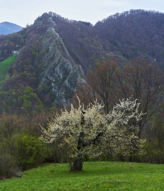 Çiçek açan ağaç, yeşil bir yamaçta dramatik kayalık yamaçta ve arka planda ormanlık dağlarda baharın başında çiçek açıyor.