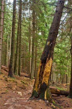 Yoğun çam ağaçlarının arasından geçen yürüyüş yolu devrilmiş ağaçlar ve işaretli bir gövde.