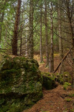 Sessiz bir çam ormanında yoğun ağaçlarla çevrili büyük yosun kaplı kayalar.