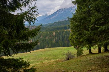 Çam ağaçları, orman yamaçları ve karla kaplı uzak dağlarla çevrili otlak alp çayırı.