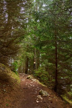 Yoğun çam ağaçlarının arasından geçen yürüyüş yolu devrilmiş ağaçlar ve işaretli bir gövde.