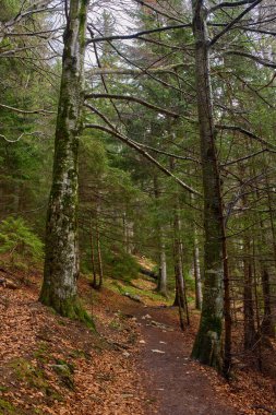 Büyük ağaçlar ve düşen sonbahar yapraklarıyla dolu sessiz bir orman ortamında yürüyüş izleri.