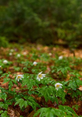 Ahşap şakayık çiçekleri çam ormanlarında yakındır.