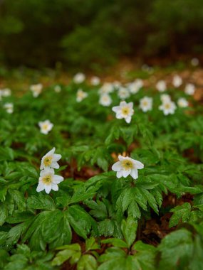 Ahşap şakayık çiçekleri çam ormanlarında yakındır.