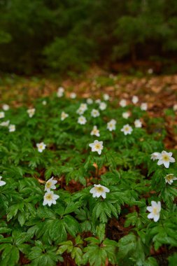 Ahşap şakayık çiçekleri çam ormanlarında yakındır.