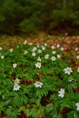 Ahşap şakayık çiçekleri çam ormanlarında yakındır.