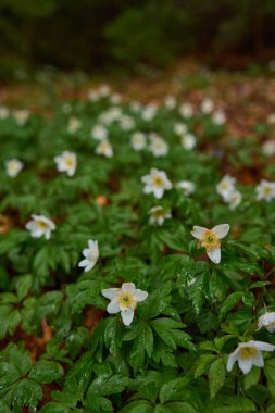 Ahşap şakayık çiçekleri çam ormanlarında yakındır.