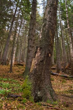 Yoğun arkaplan ağaçlarına sahip yosunlu bir ormanda büyük bir çam ağacı gövdesinin yakın görüntüsü