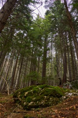 Sessiz bir çam ormanında yoğun ağaçlarla çevrili büyük yosun kaplı kayalar.