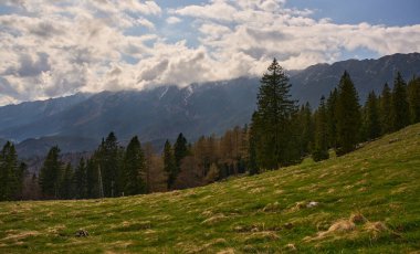 Dağlık çayırlarda çimenli yamaçlar ve kozalaklı ormanlar karamsar bir gökyüzü ve bulutlarla kaplı dağ zirveleri altında