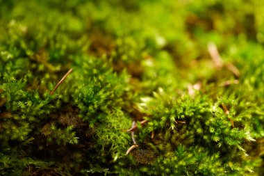 Ormandaki yeşil yosunların canlı detayları ve nemli doğal ışıktaki yumuşak dokuları gösteren makro fotoğrafı.
