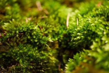Ormandaki yeşil yosunların canlı detayları ve nemli doğal ışıktaki yumuşak dokuları gösteren makro fotoğrafı.
